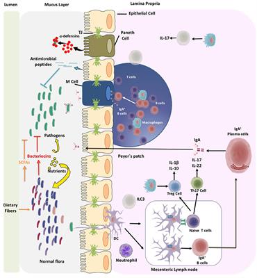 Intestinal Microbiota Influences Non-intestinal Related Autoimmune Diseases